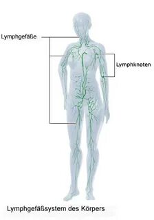 Das Lymphsystem Gesundheitsinformation.de
