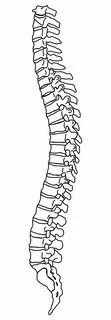 Spine clipart outline, Spine outline Transparent FREE for do