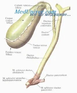 Хирургическая анатомия желчного пузыря и пузырного протока.