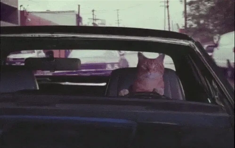 Toonces! The driving cat. Gif animé, Gif animé drole, Journé