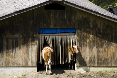Kostenlose foto : Bauernhof, Scheune, Hütte, Zoo, Kuh, Landw