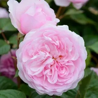 Olivia Rose Austin - Bestselling - Popular searches Garden O