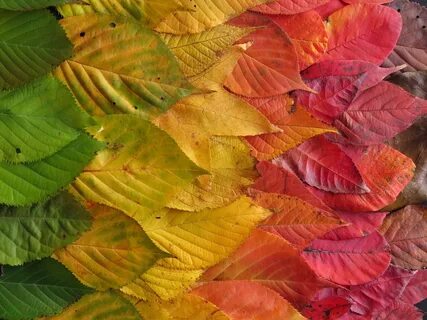 Autumn Leaves Colourful - Free photo on Pixabay