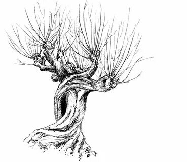 7 Nominees for the Best Tree in Literature Harry potter pain