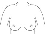 File:Breasts.svg - Wiktionary