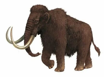 Woolly Mammoth Prehistoric animals, Wooly mammoth, Prehistor