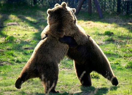 Смешные картинки с медведями (95 фото) 🔥 Прикольные картинки