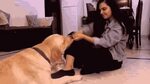 Play With Dog Get The Socks GIF - Play With Dog Get The Sock