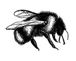 Sketch Illustration of a Graden Bumblebee. Hand Drawn Vector