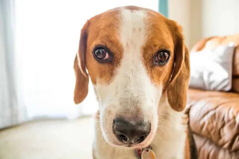 Coonhound Beagle Mix - Is This The Best Beagle Mix?