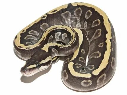 Ghi Mojave - Morph List - World of Ball Pythons Ball python,
