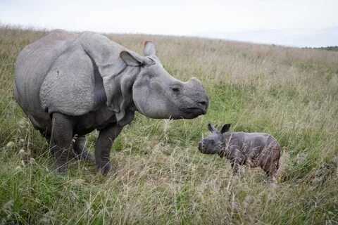 rhinoceros - Google Search Zooborns, Animals wild, Columbus 
