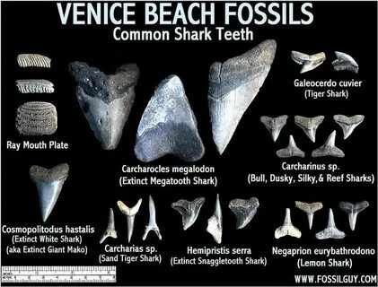 Venice Fossil Shark Teeth and other Fossils: Finding Fossils