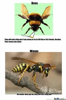 Quotes about Wasp (63 quotes)