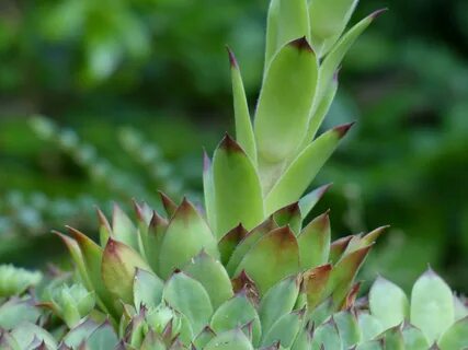 Houseleek green plant with pointed leaves free image downloa