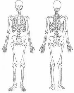 Sistema esqueletico para colorear Sistema esquelético, Anato