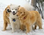 Animals Playing in the Snow (Pictures) POPSUGAR Pets