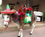 La Posada de Santa Fe Resort & Spa's Donkey Dreams of Derby 