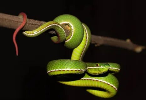 Thailand Venomous Snake Photos Kraits, Corals, Vipers, Cobra