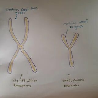 Amoeba Sisters Alleles And Genes Answer Key - Anita Randall