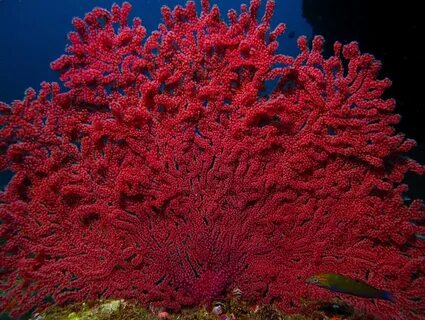 Pink Fan Water wonders, Beautiful ocean, Underwater life