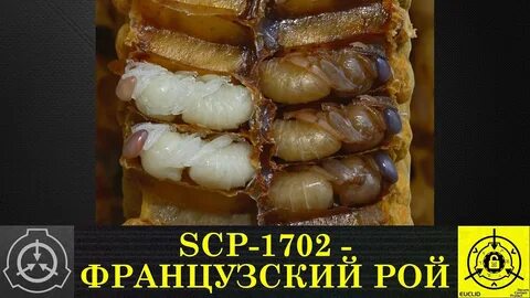 SCP-1702 - Французский рой