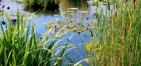 Destruction of small wetlands directly linked to algal bloom