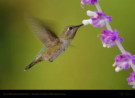 Hummingbirds: Portraits and Flight Studies