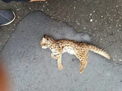 Taiwan leopard cat kitten mauled to death by dogs Taiwan New