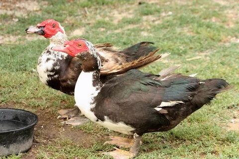 Too many pigs and now too many ducks: Learn about Muscovy du