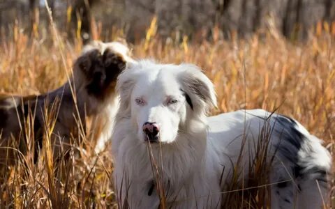 Wallpaper : eyes, grass, field, Australian Shepherd, friend,