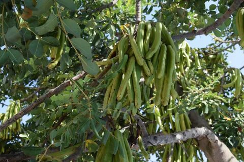 Beans in large pods on a tree free image download