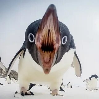 An Interesting Penguin - YouTube