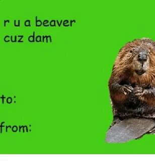 Beaver Memes