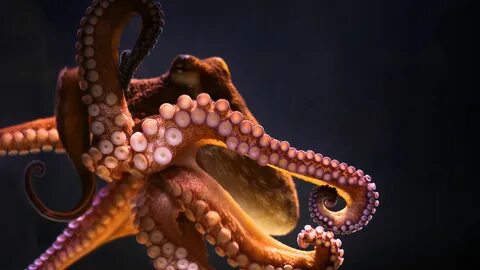 Pin on octopus, jellyfish