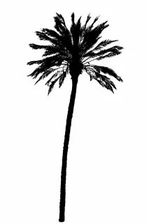 silhouette of palm trees realistic vector illustration 49298