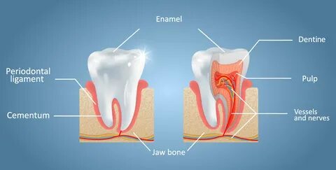 Scientists regrow tooth enamel