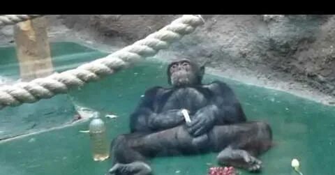 Ижевский шимпанзе шалун Пикабу