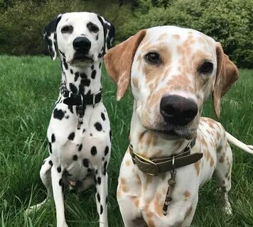 Khaleesi &Django- Dalmatians (Lynn ) - #dog Puppies, Dalmati