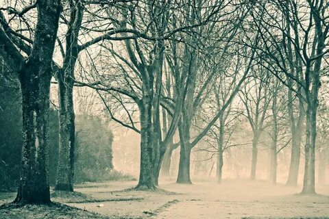 Edit free photo of Trees,winter trees,park,fog,misty - needpix.com
