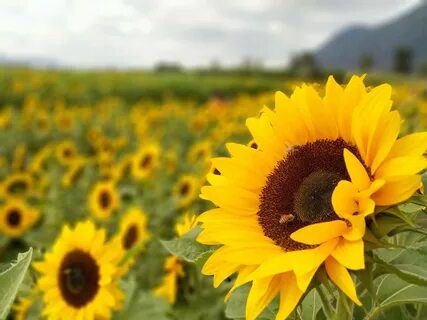 Fotos gratis : Girasoles, campos, Flores, campo, primavera, 