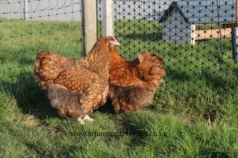 Chocolate Gold Laced Orpington Chickens - Essex Orpingtons