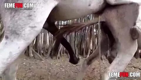 Excellent zoo fetish video footage featuring a horse banging