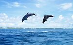 Two dolphins jumping 640x1136 iPhone 5/5S/5C/SE wallpaper, b