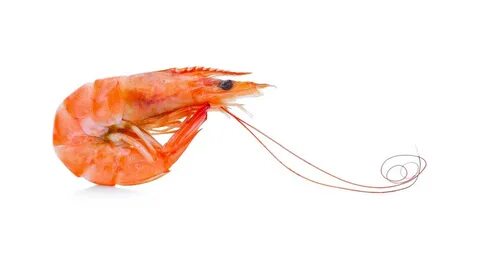 Gallery of china shrimp disease forces early harvests 140 20