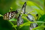 Free photo: Wild Butterfly - Animal, Butterfly, Fly - Free D