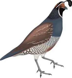 Bird 15 Free Vector - Quail Clip Art - (739x800) Png Clipart