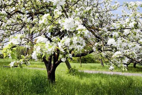 Яблоневый сад (152 фото) - фото - картинки и рисунки: скачат