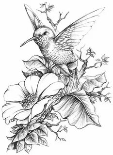 Hummingbird and Flower Bird drawings, Art drawings sketches,