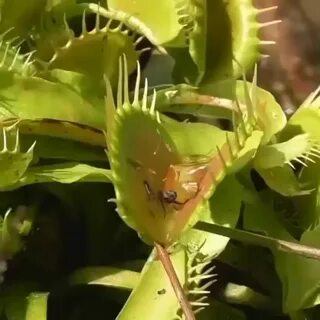 Yellow jackets captured by venus fly trap - Album on Imgur